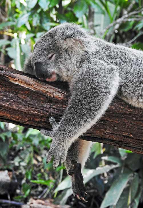 koala durmiendo